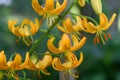 Columbia lily Lilium columbianum orange flowers with dark spots